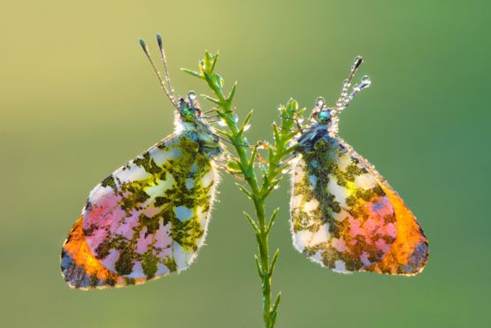 Un par de mariposas en una rama