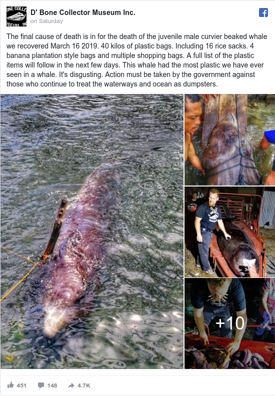 Facebook post by D' Bone Collector Museum Inc.: The final cause of death is in for the death of the juvenile male curvier beaked whale we recovered March 16 2019. 40...