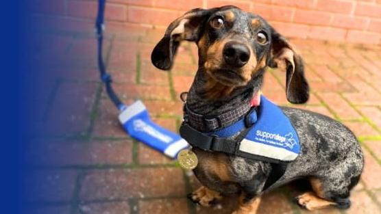 A small black and brown dog with a blue collar and large ears