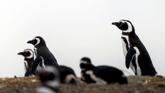 The Falklands penguins that would not explode The Falklands penguins that would not explode