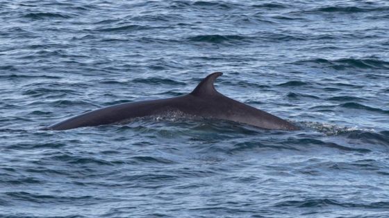 'Extremely rare' large minke whale pod spotted off Isle of Man