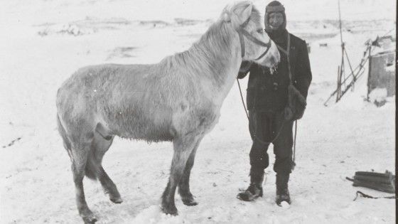 PO Edgar Evans with the pony Snatcher, Cape Evans, October 1911, copyright SPRI