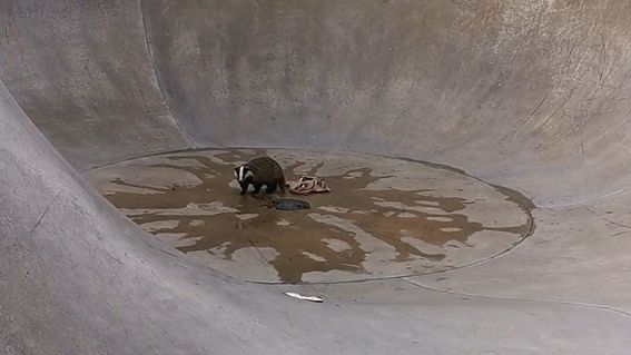 Badger in skate bowl in Newquay