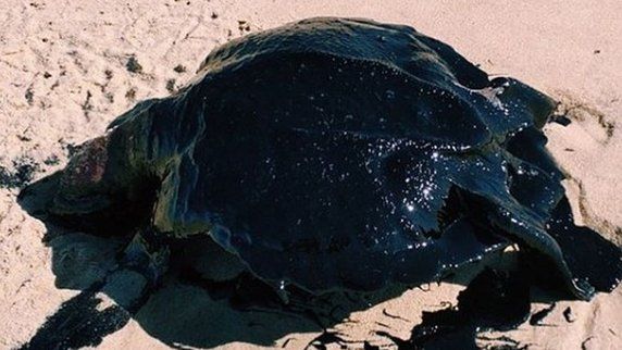 Sea turtle covered in black