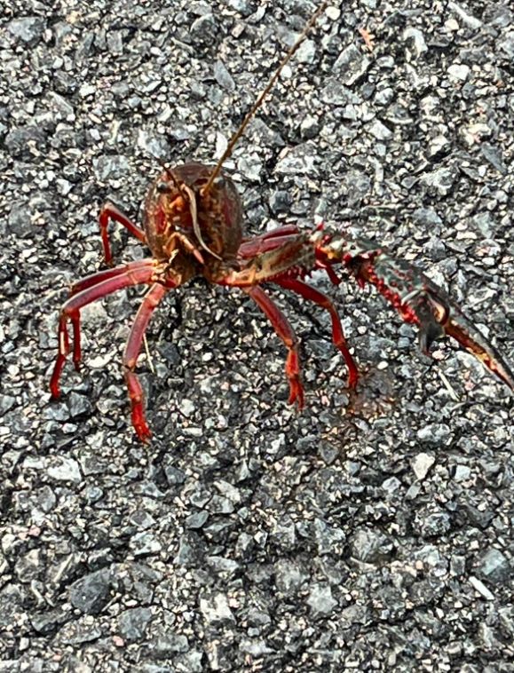 A crayfish on the road