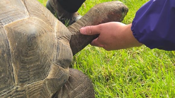 A person stroking one of the giant tortoises at the show