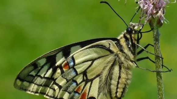 Continental swallowtail