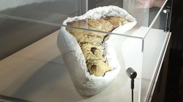 Barnum, world's largest coprolite from a carnivore, is part of the collection