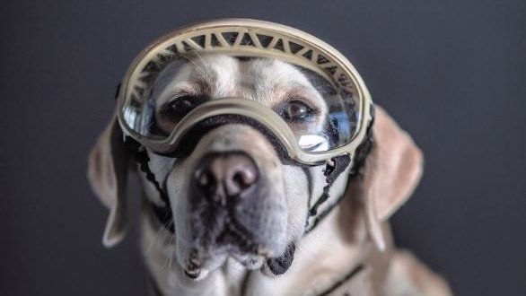 Frida, a Mexican Navy rescue dog, photographed by Santiago Arau