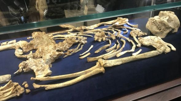 Little Foot's skeleton