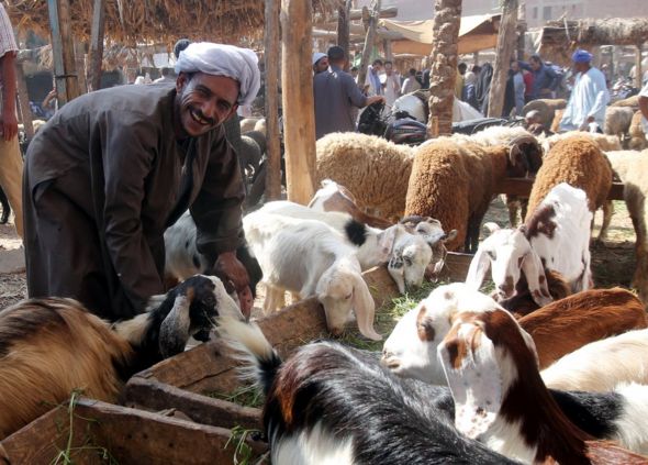An Egyptian man holds a sheep ahead of the Eid al-Adha at a local market