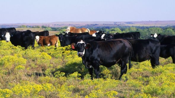Cattle on a ranch in Kansas