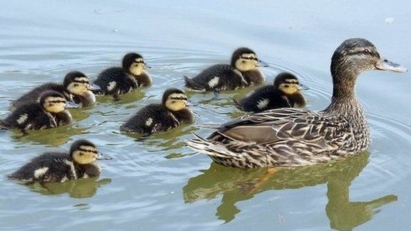 A duck with ducklings on a pond