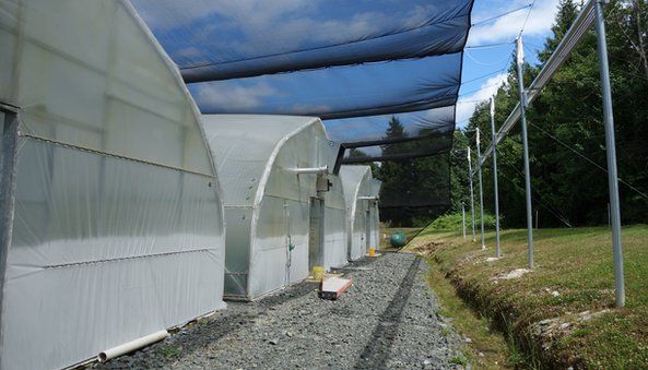 Wasabi greenhouses