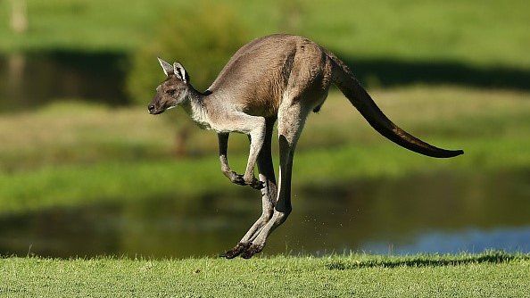 A kangaroo jumps down the 3rd fairway during round one of the ISPS HANDA World Super 6 at Lake Karrinyup Country Club on February 16, 2017 in Perth, Australia.