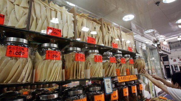 Shark fins on display