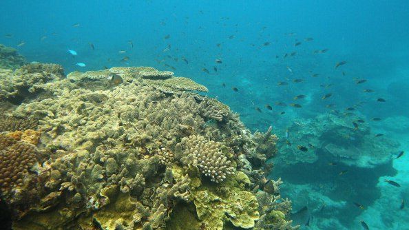 Fish are seen swimming around coral formations in Lady Elliot Island, Great Barrier Reef, Australia, 15 January 2012