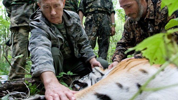 Putin, tiger