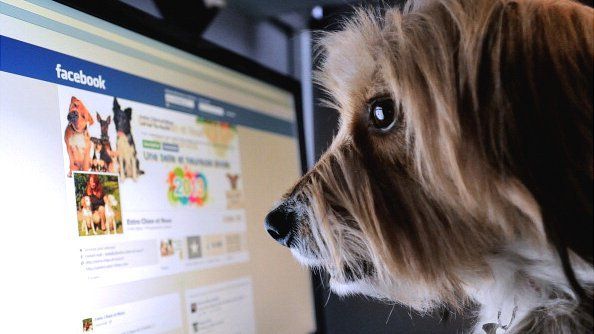 Dog looking at Facebook