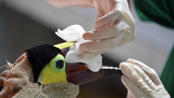 Veterinarian Carmen Soto examines a toucan which lost part of its beak on 4 February 2015