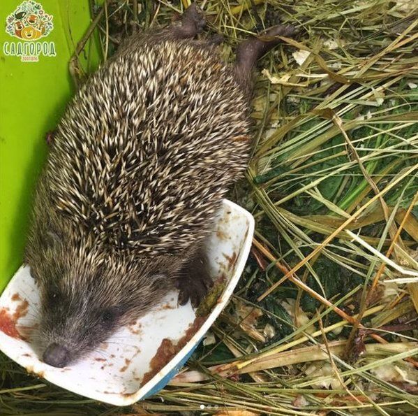 A picture of a hedgehog asleep in his food bowl from the Sadgorod Zoo's Instagram feed