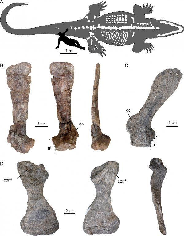 Undated handout image of an information sheet showing the bone structure of an ancient caiman, Purussaurus mirandai