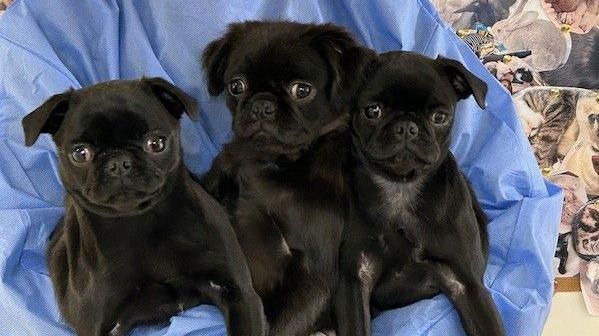 Three black pugs