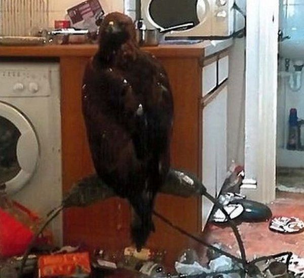 A golden eagle was kept in a cramped kitchen,