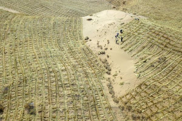 在腾格里沙漠南缘的甘肃省武威市，当地人正通过扎草方格的方式固定沙子。
