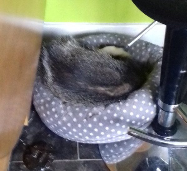 Badger asleep in cat bed