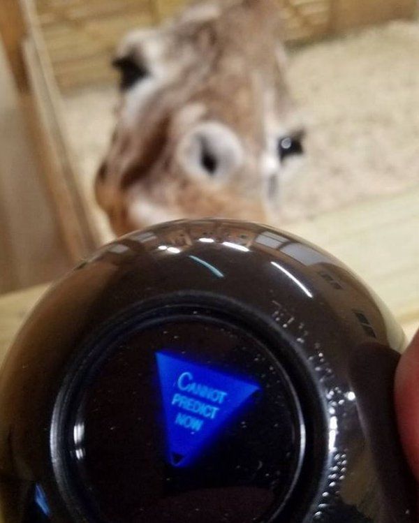 A picture of April the giraffe and a Magic Eight ball saying "cannot predict now"