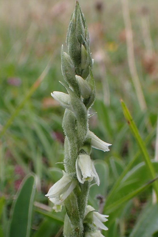 Autumn's lady's-tresses found for first time