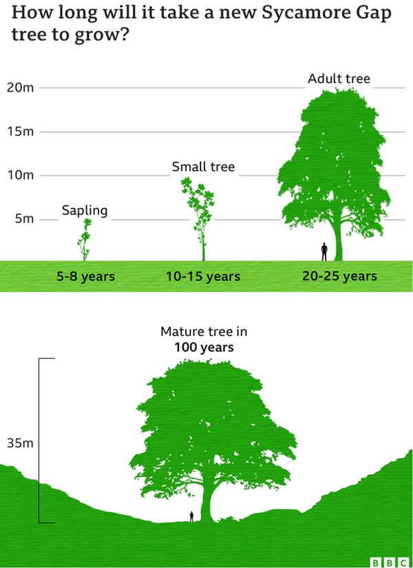 How long will it take a Sycamore Gap tree to grow