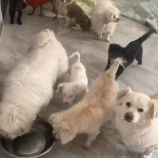 Images of dogs inside a volunteer's house