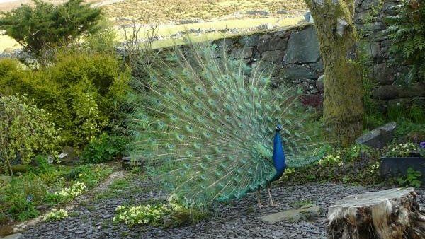 The peacock has made itself at home