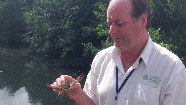 Environment Agency worker with the American signal crayfish