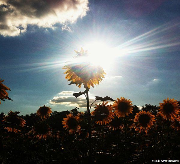Sunflowers