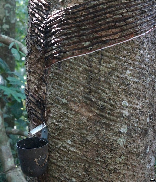 Seringueiro, rubber tree tapper