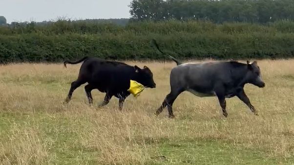 Stacey the cow running with the balloon in its mouth behind another black cow