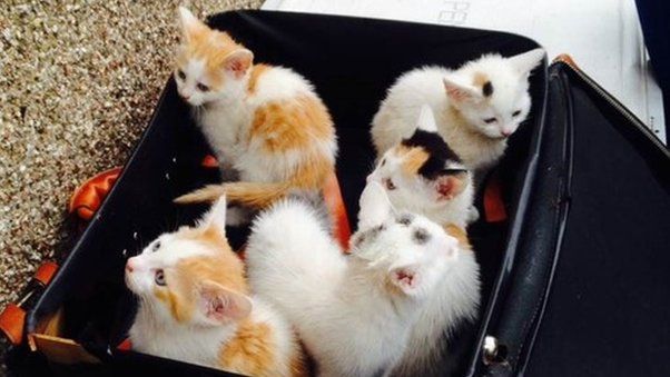 kittens found in suitcase