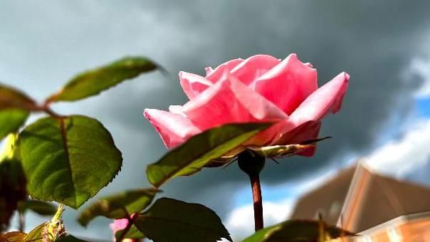 A pink rose 