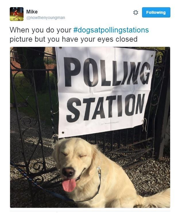 Tweet of a dog outside a polling station