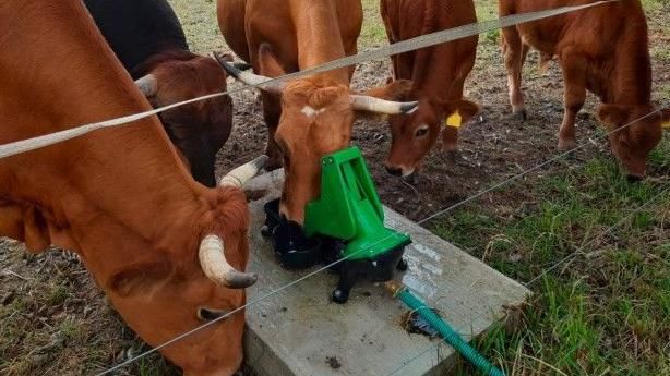 Cows using solar powered pasture pump
