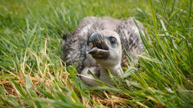 A vulture chick lies in the grass with its beak open 