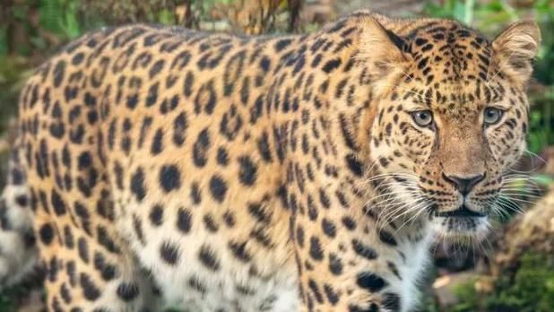 Freddo the Amur leopard walking around and looking at something in the distance