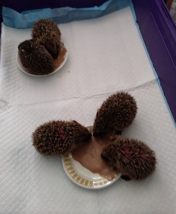 Hedgehogs cared for by the couple