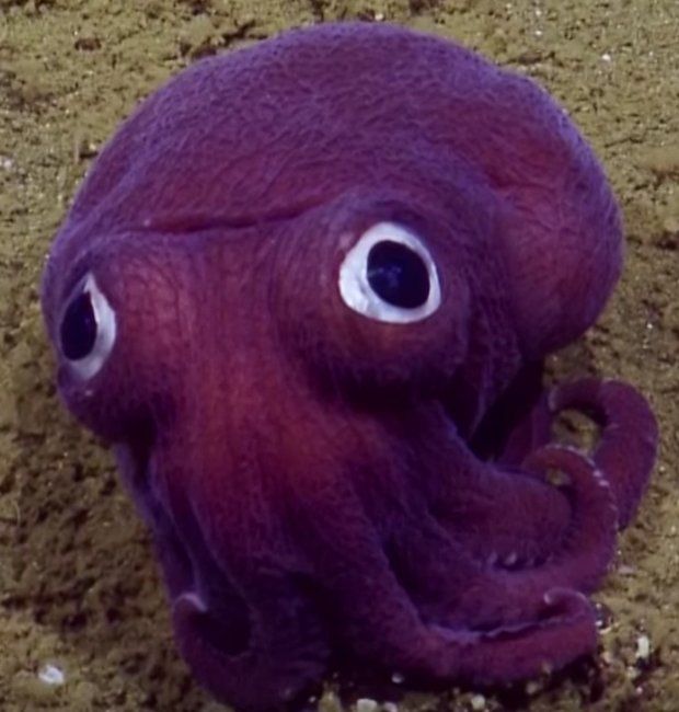 Strange purple sea creatures found in deep ocean trenches - BBC News
