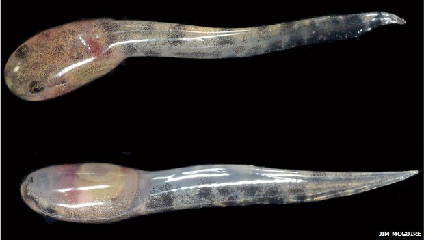 two tadpoles of the new species