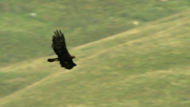 the golden eagle in flight