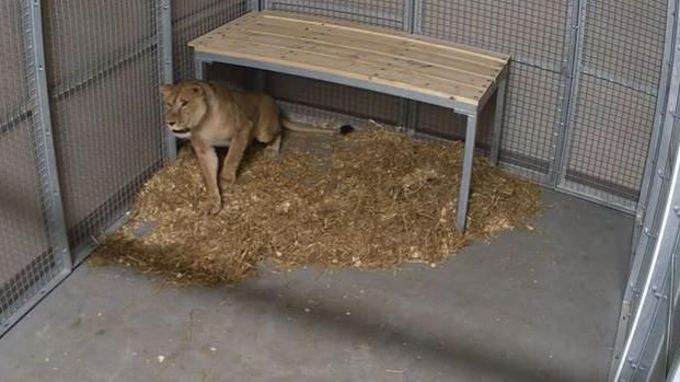 Yuna in her enclosure at The Big Cat Sanctuary